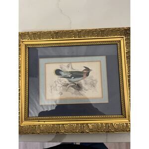 Engraving by Lizar Waxwing Bird Jardin Natural History1850 in Gilded Frame